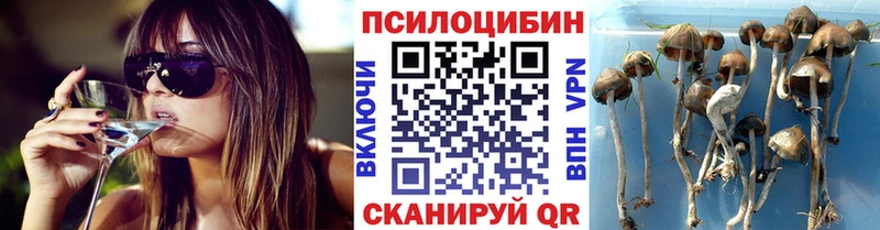 где купить наркоту  Кукмор  Псилоцибиновые грибы Psilocybe 